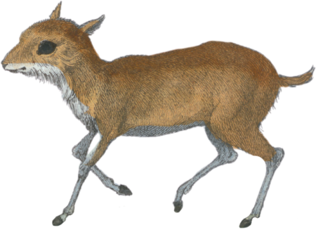 The Chevrotain