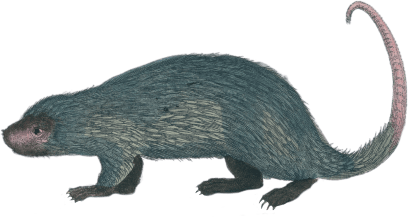 Long-tailed Coendou