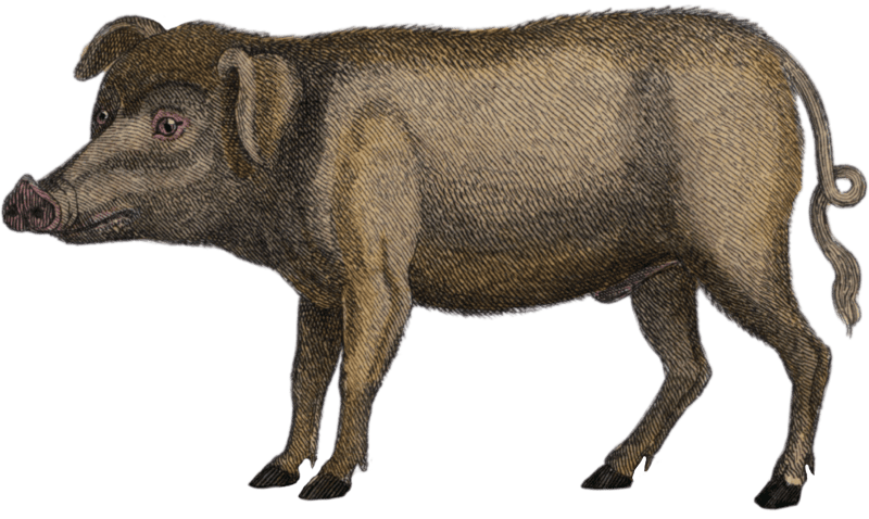 The pig