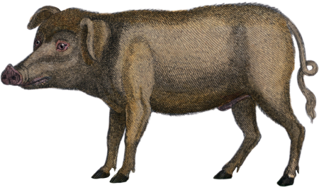 The pig
