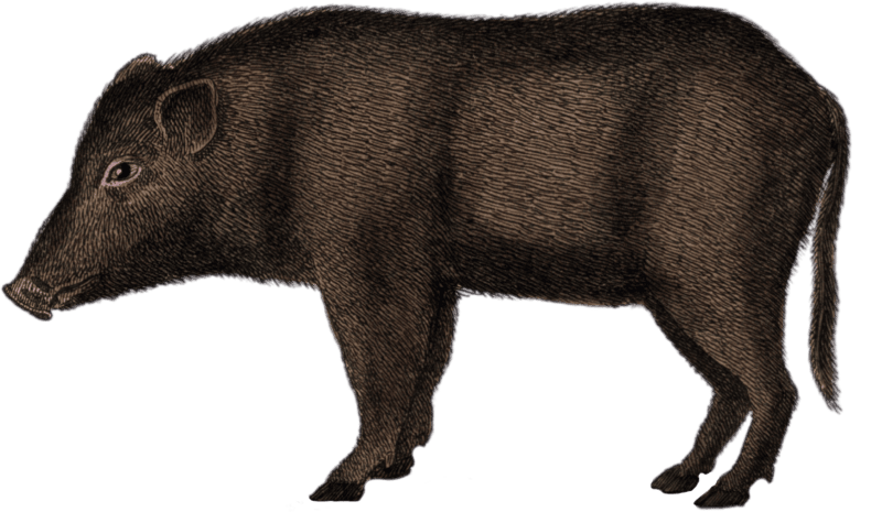 The Pig of Siam
