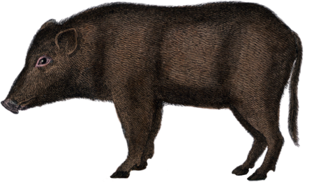 The Pig of Siam