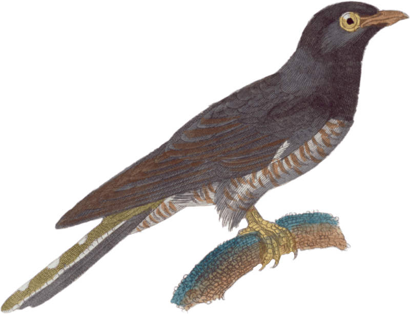 The Cuckoo