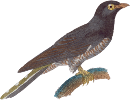The Cuckoo
