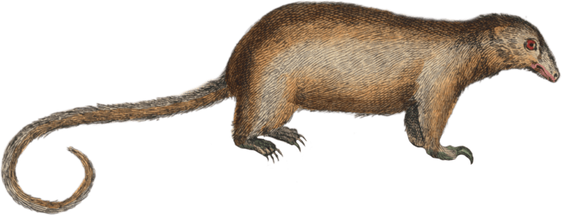 The Anteater
