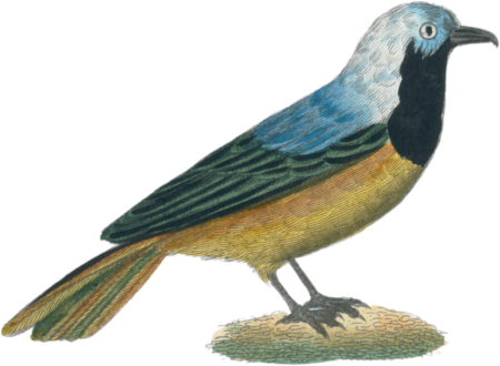 Peruvian Jay