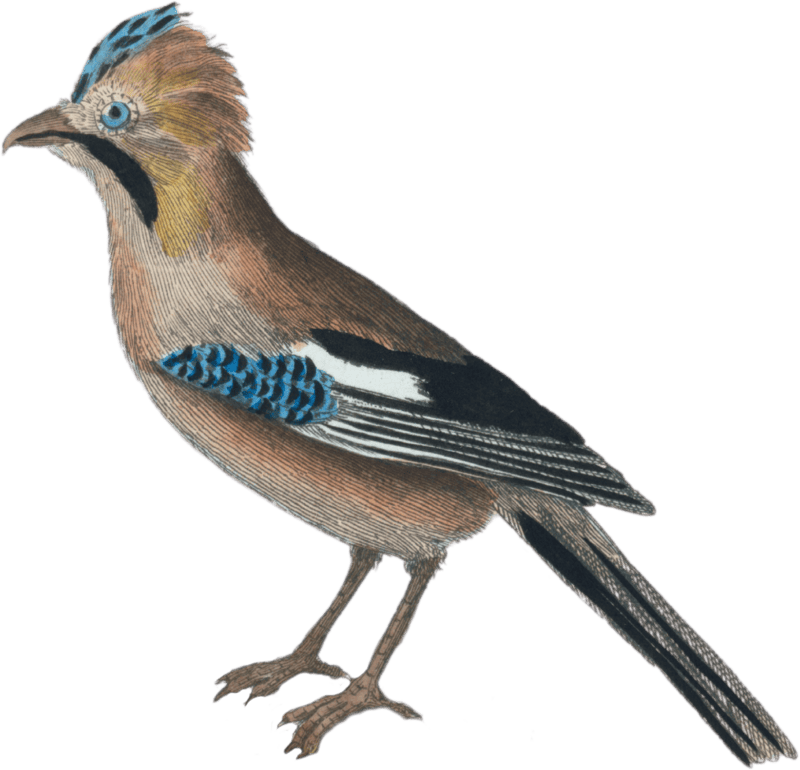 The Jay