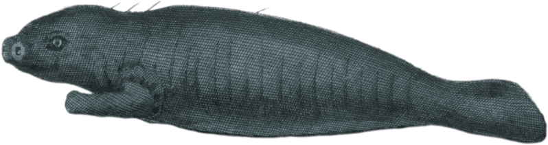 The Great Manatee of Kamtschatka