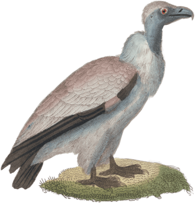 The Griffon