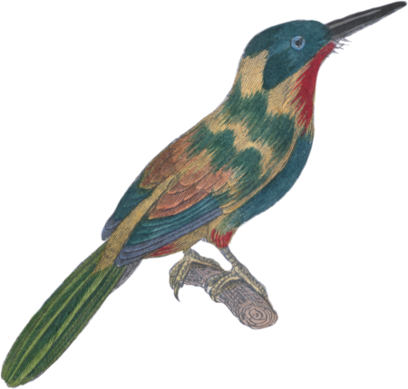 Jacamar