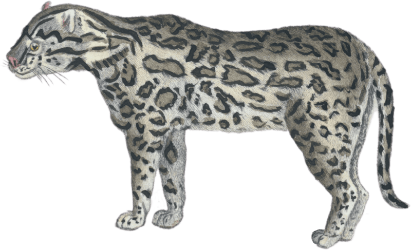 The Jaguar