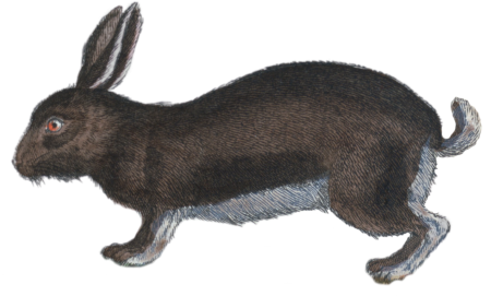 The Wild Rabbit