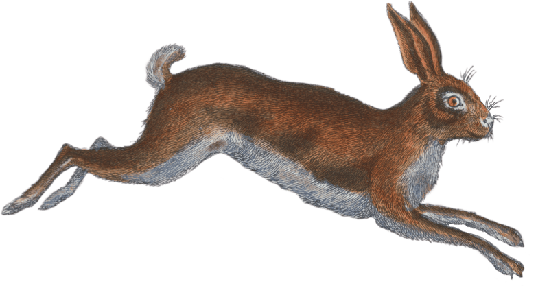 Hare