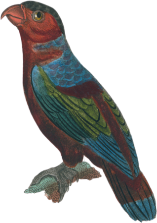 The lory tricolor