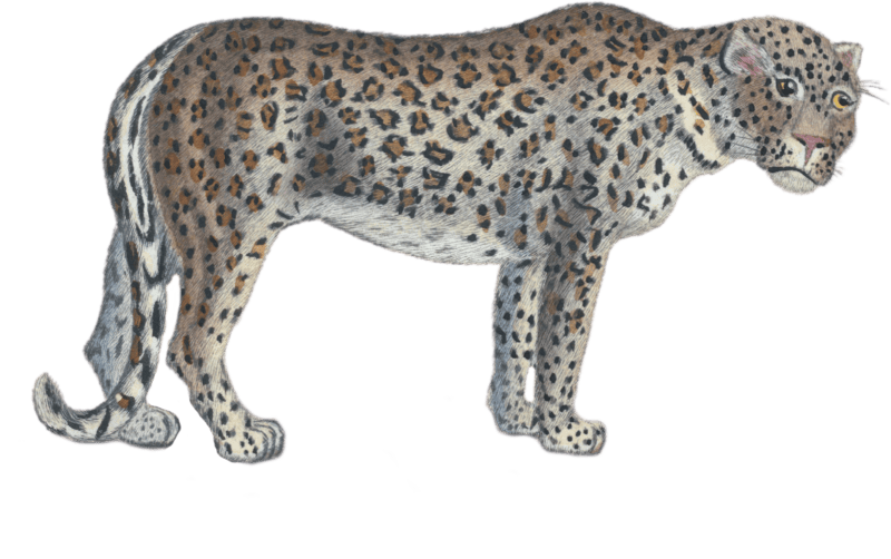 The leopard