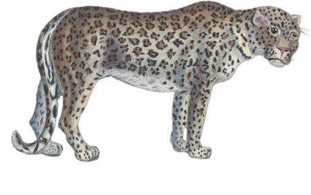 The leopard