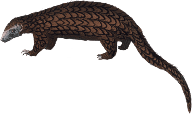 The Pangolin