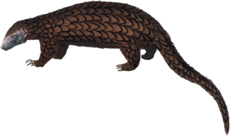 The Pangolin