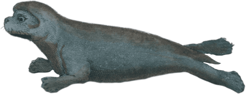 The Hooded Seal