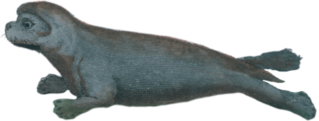 The Hooded Seal