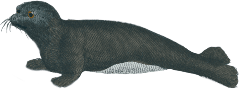 The White-bellied Seal