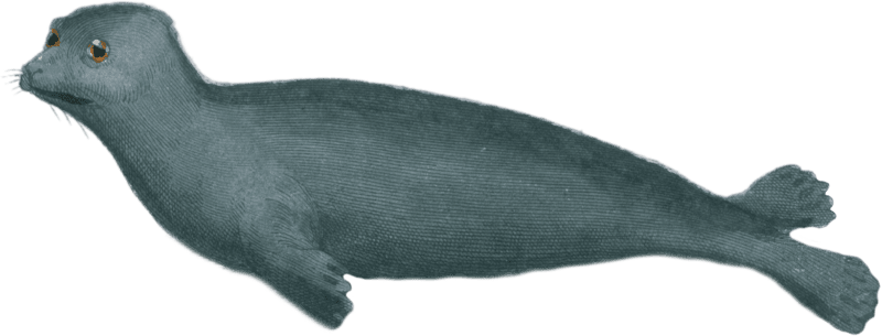 The Wrinkled-nosed Seal