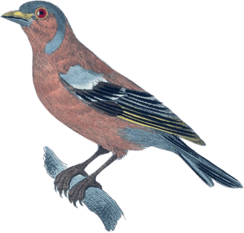 The chaffinch
