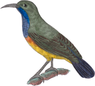 The purple-throated olive manga soui