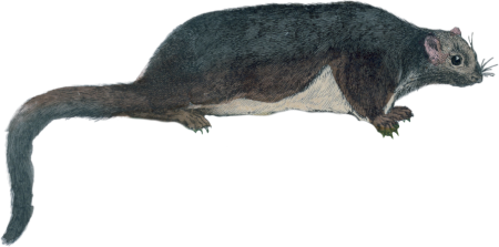The Taguan or Large Flying Squirrel