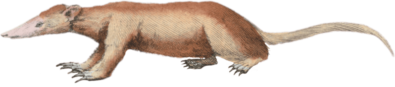 Tamandua