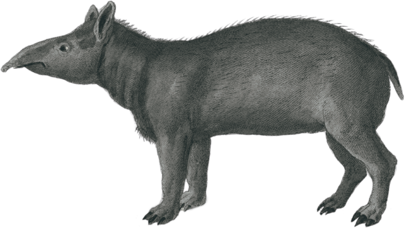 The Tapir