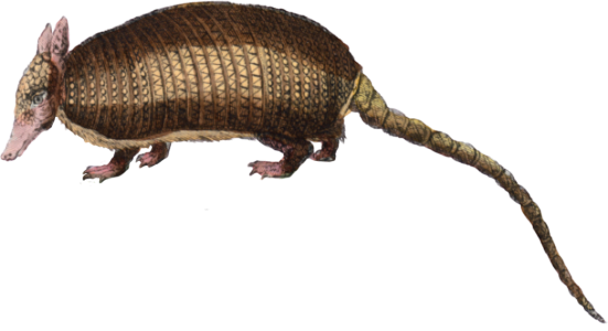 The Long-tailed Armadillo