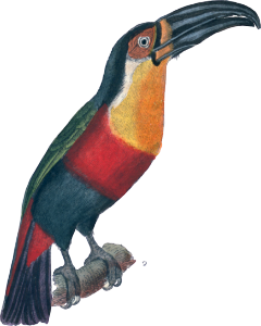 The yellow-throated toucan