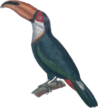 The toucan