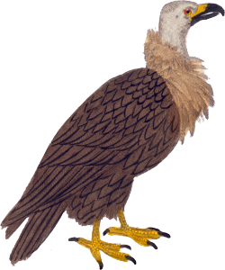 The Double-crested Vulture