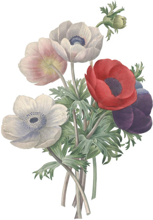 Anemone coronaria