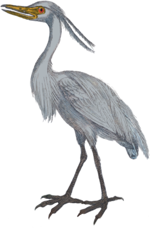 The egret