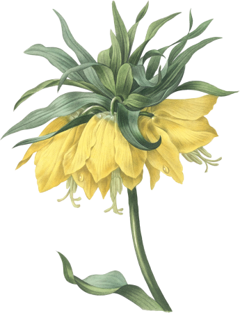 Fritillaria imperialis