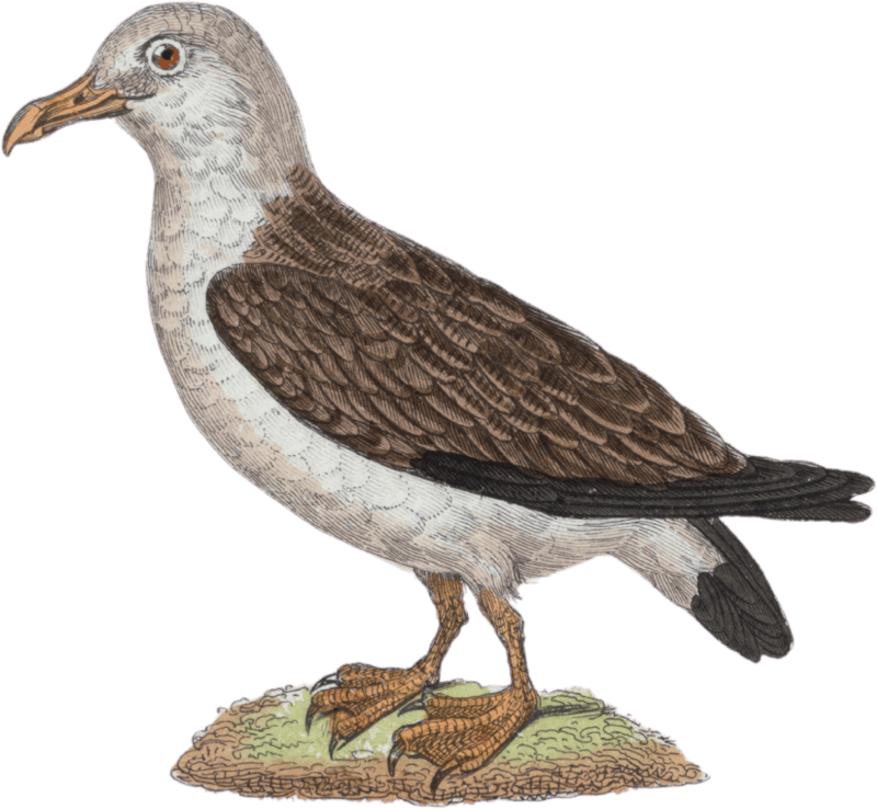The albatross
