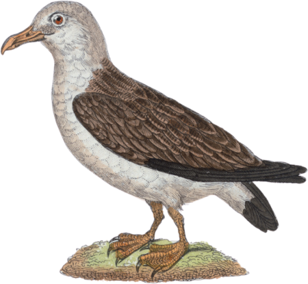 The albatross