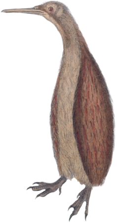 Apterix australe
