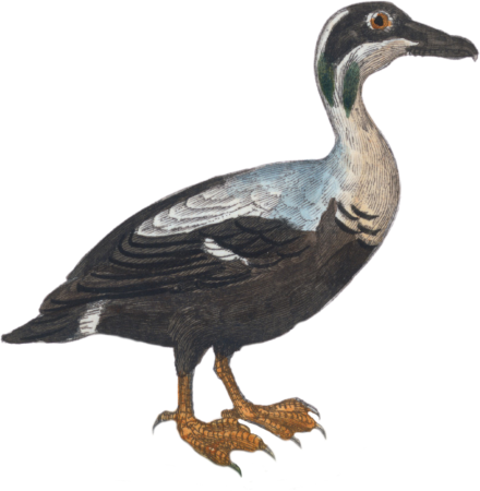 Eider
