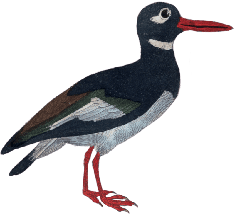 Oystercatcher