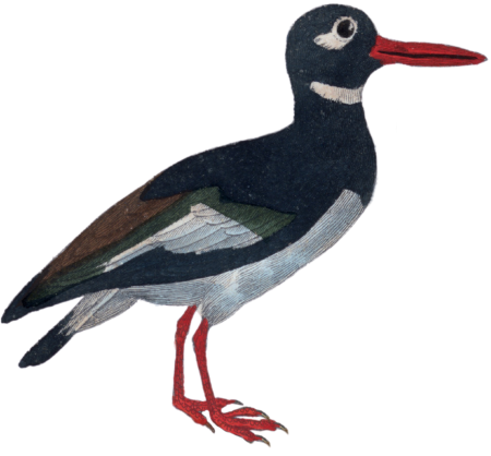 Oystercatcher