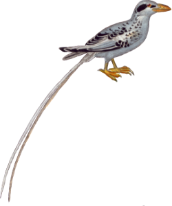 The Tropical Bird or the Straw in tail