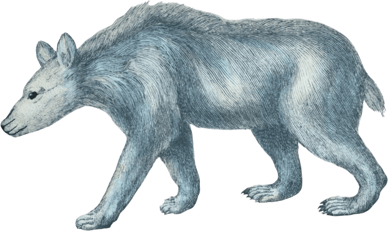 The Syrian Bear
