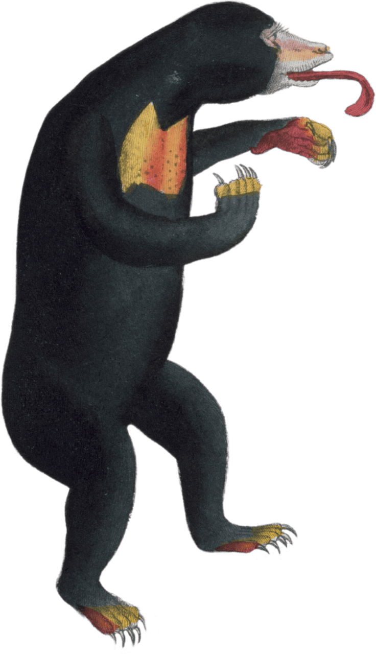The Euryspile Bear
