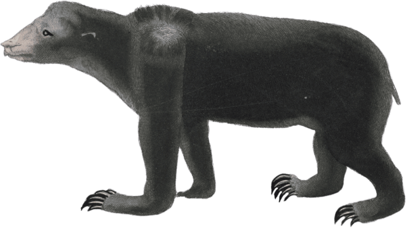 The Malay Bear