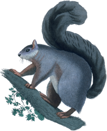 The Pyrenean Squirrel