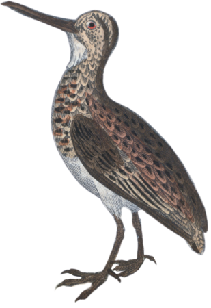 Snipe